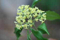 Pittosporum floribundum